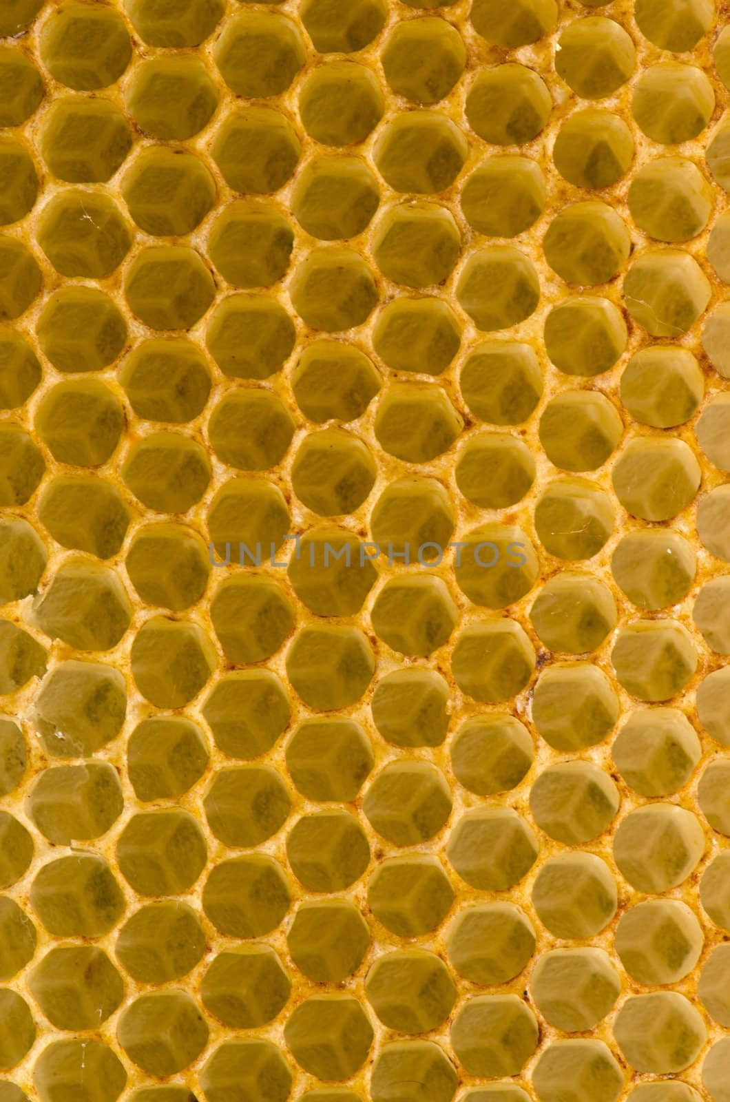 Honeycomb closeup macro background. Bees collected honey container.