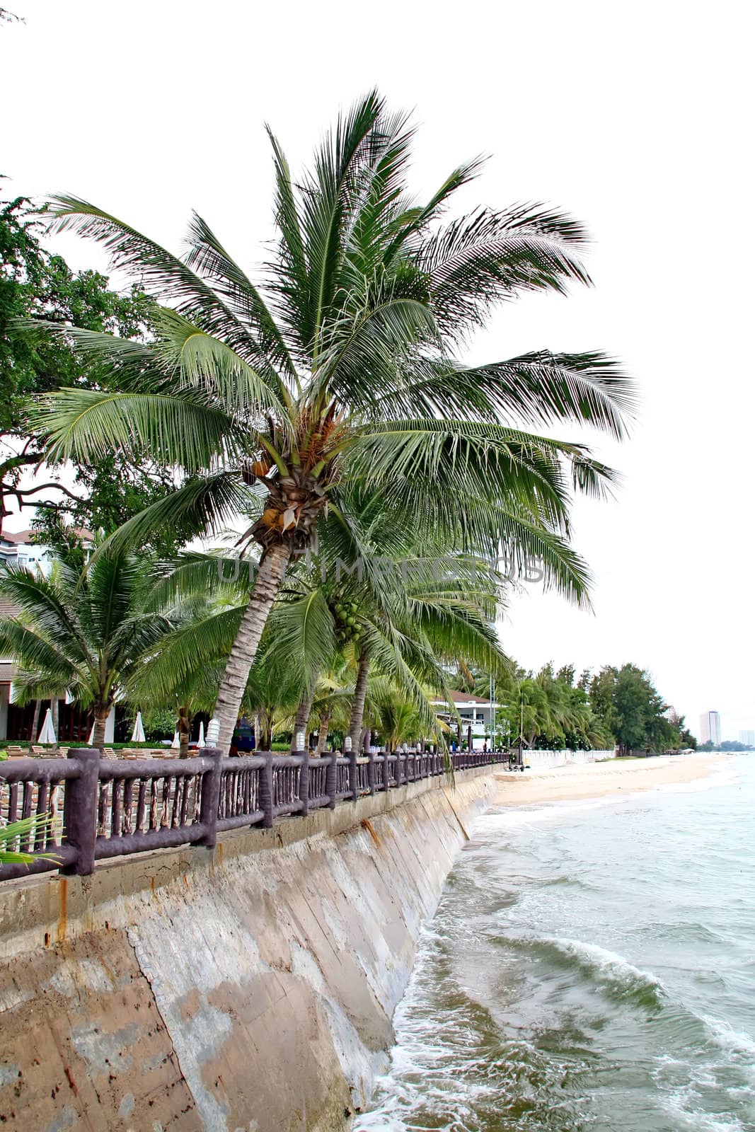 coconut palm and sea by phanlop88