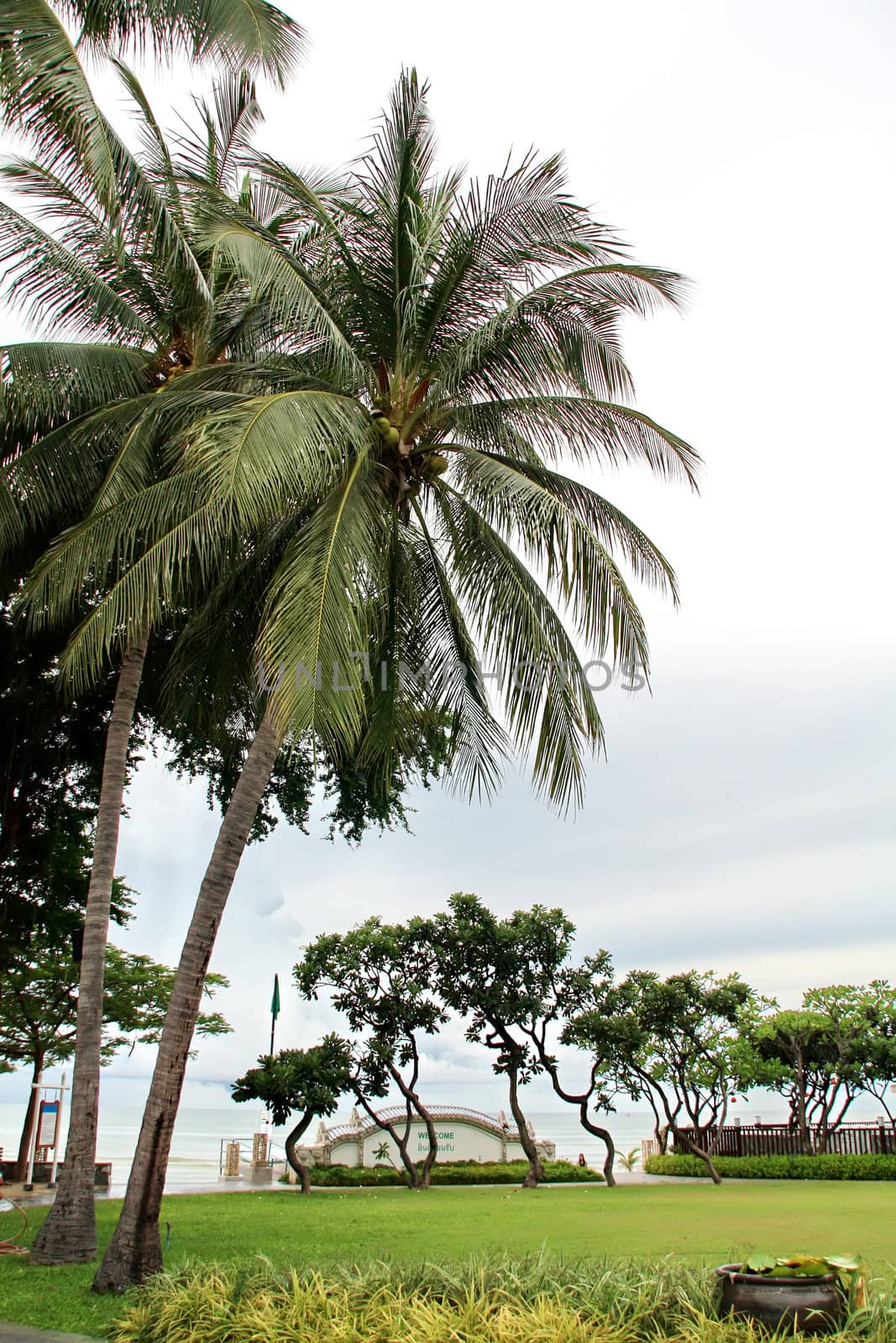 coconut palm and sea by phanlop88