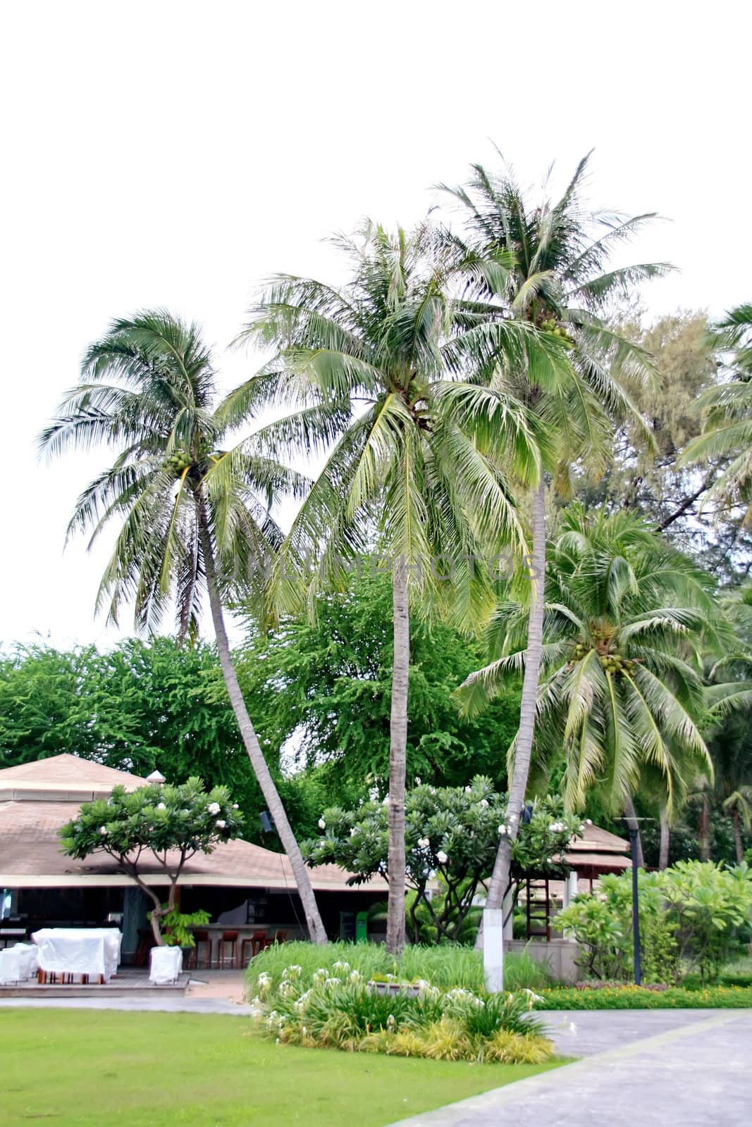 coconut palm and sea by phanlop88