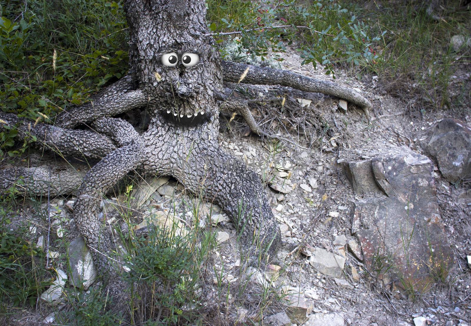 It's crazy tree on a stone hillside