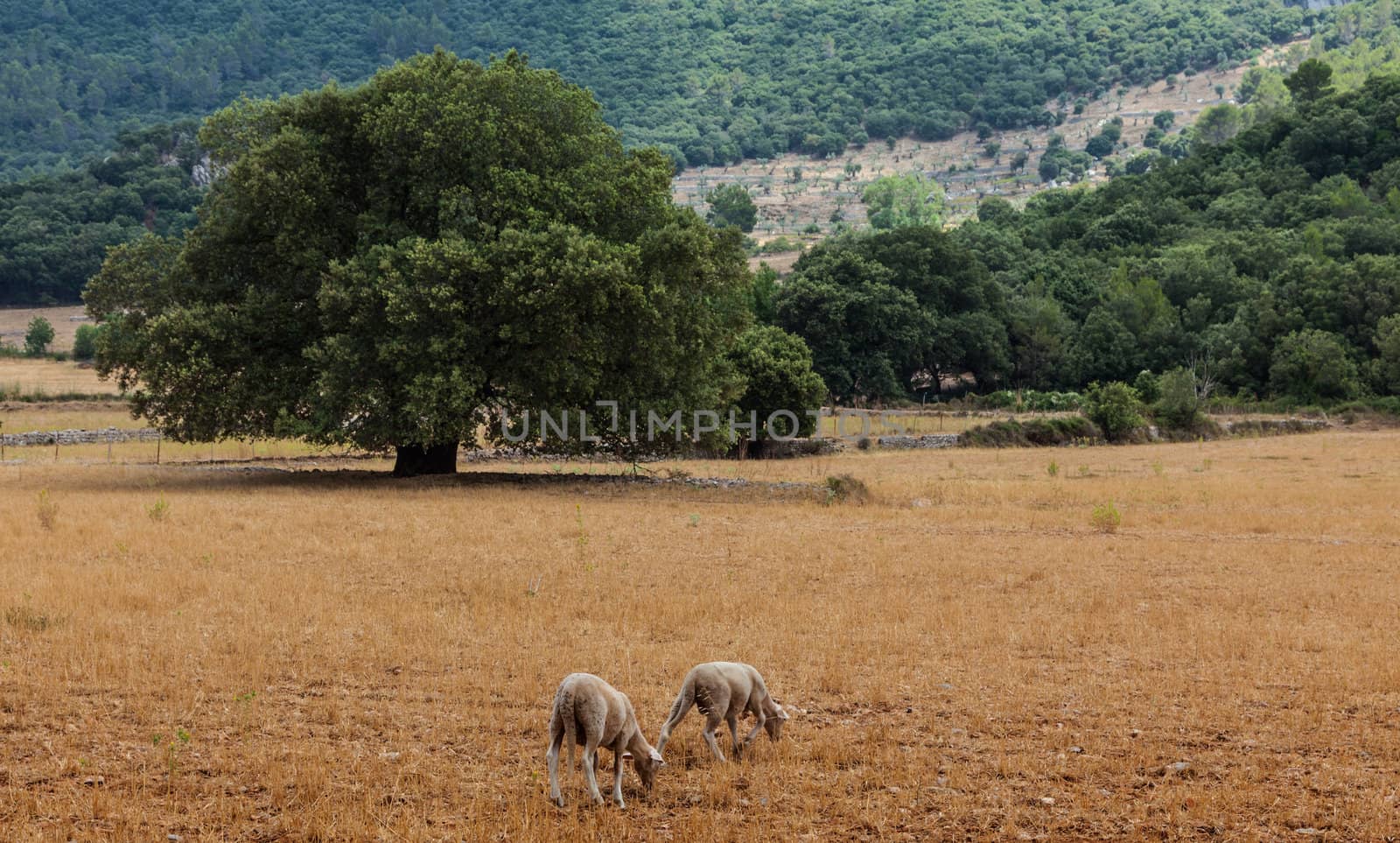 Two sheep grazing in an arid field, close to various mediterranean trees in Mallorca in Balearic Islands,Spain.