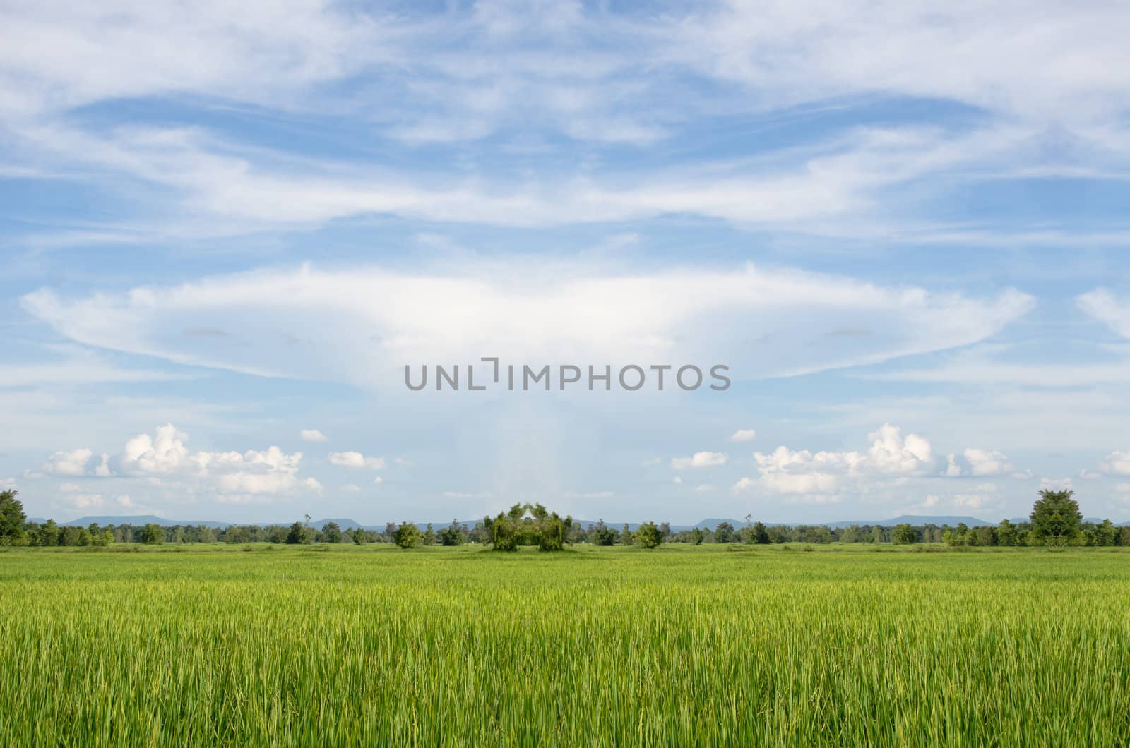 green paddy fields and blue sky