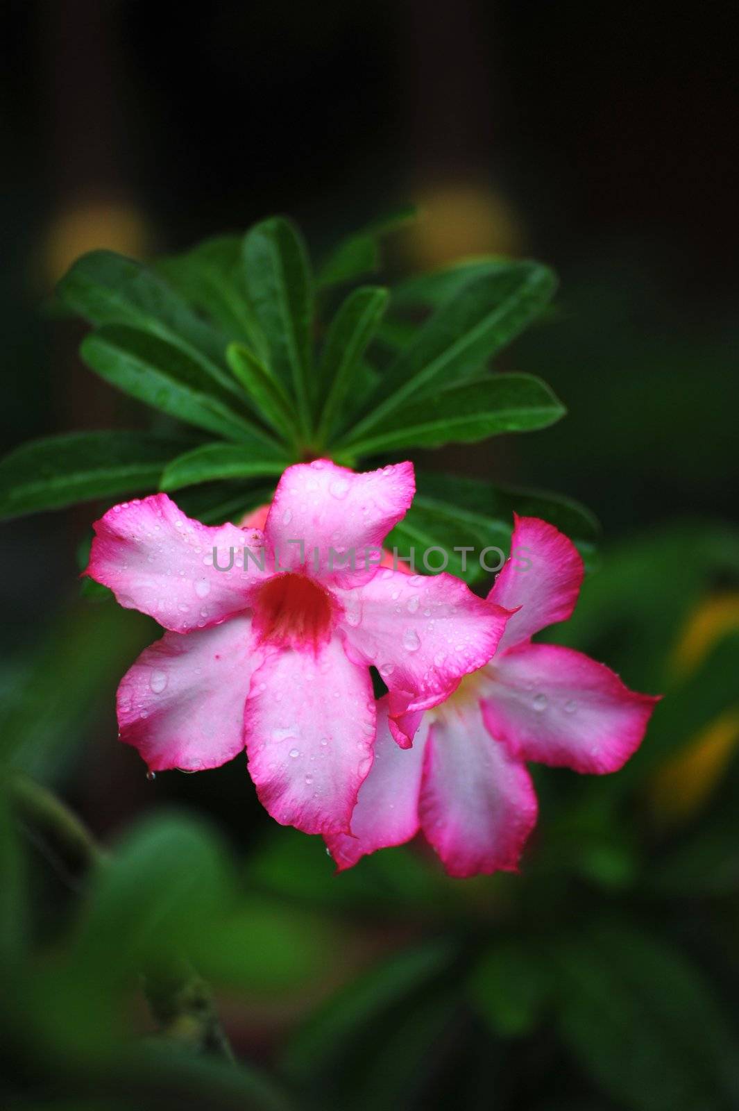 Azalea flowers