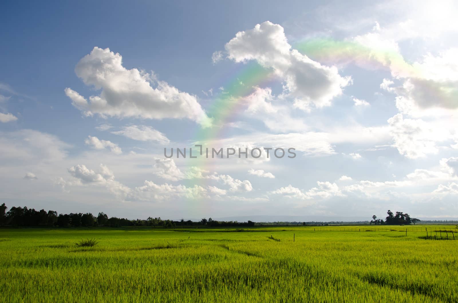 Landscape shot of a paddy field and rainbow  in rural of Thailand 