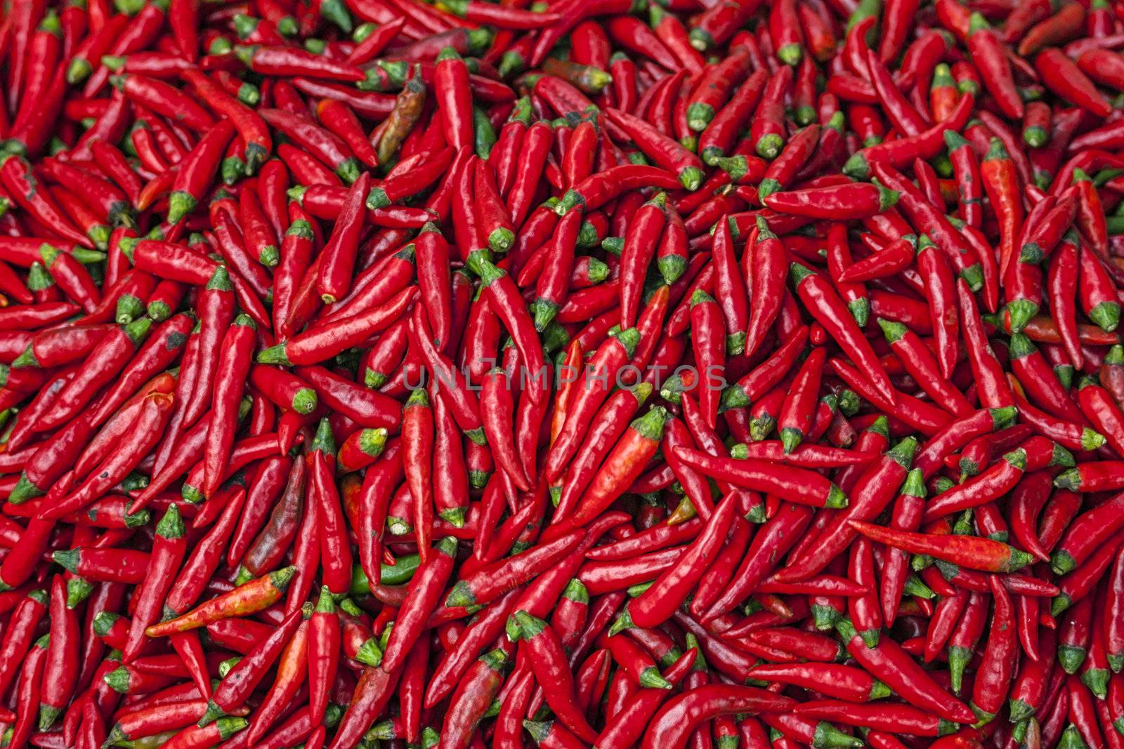Vietnam Bac Ha: Pigment red hot jalapeno chili peppers by Claudine