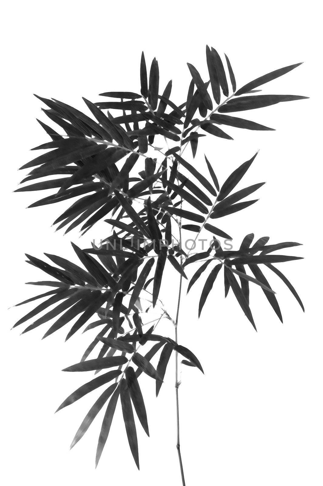 bamboo- leaves