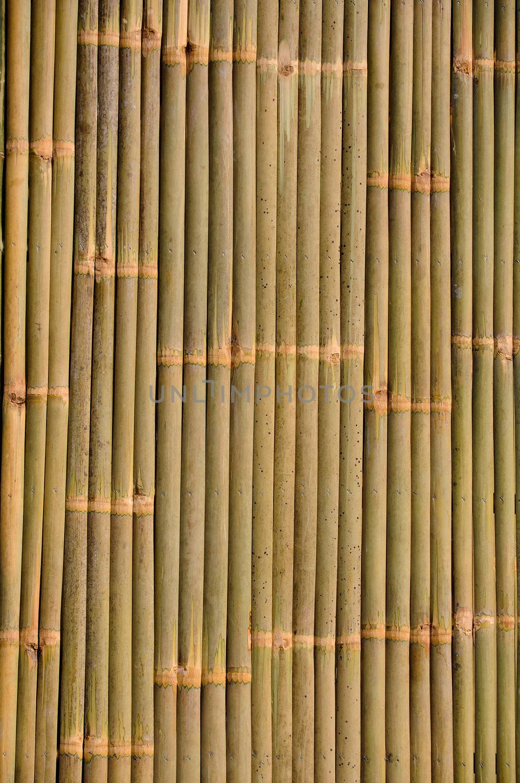 bamboo by antpkr