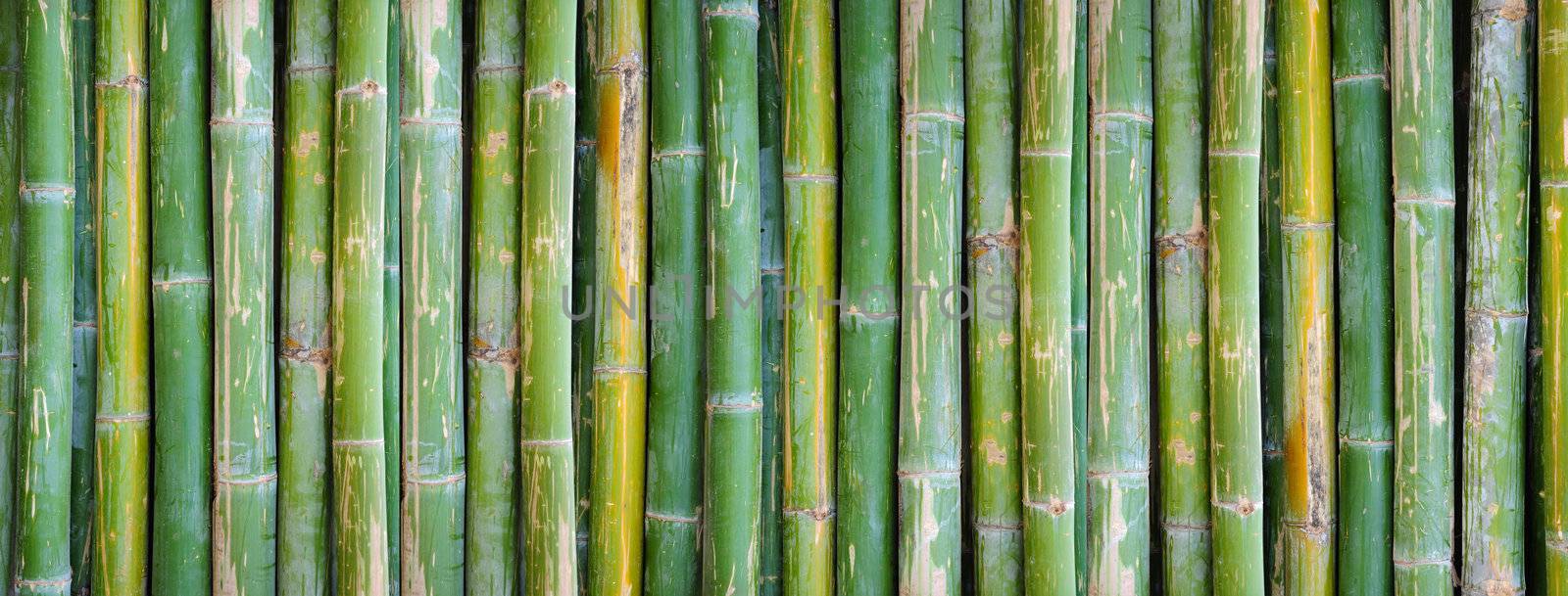 bamboo by antpkr