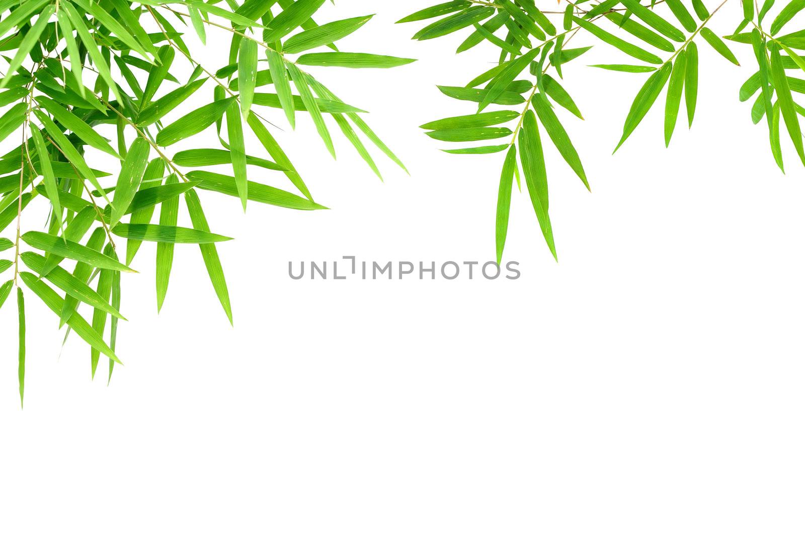 bamboo by antpkr