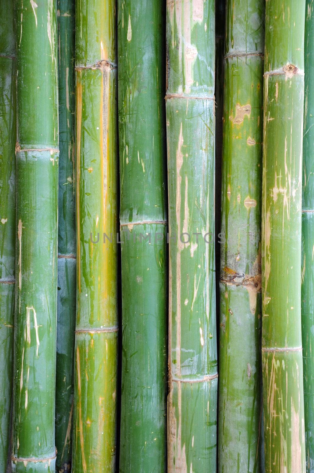 bamboo background by antpkr