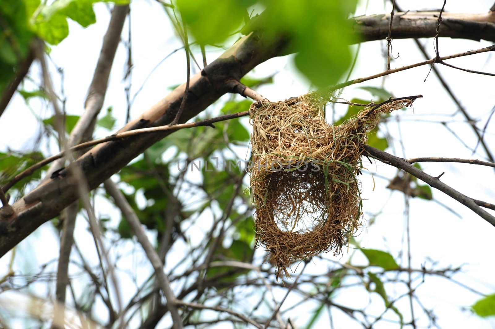 Bird's Nest by antpkr