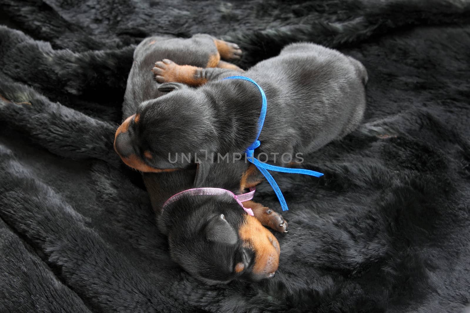 The Miniature Pinscher puppies, 5 days old