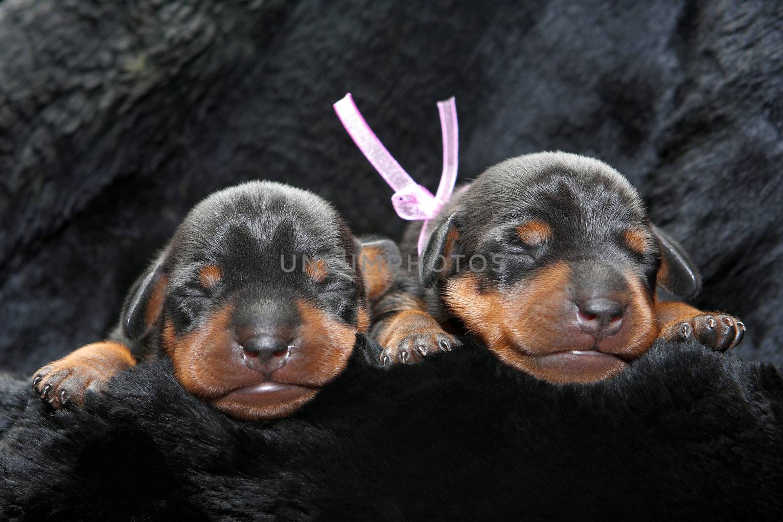 The Miniature Pinscher puppies, 5 days old