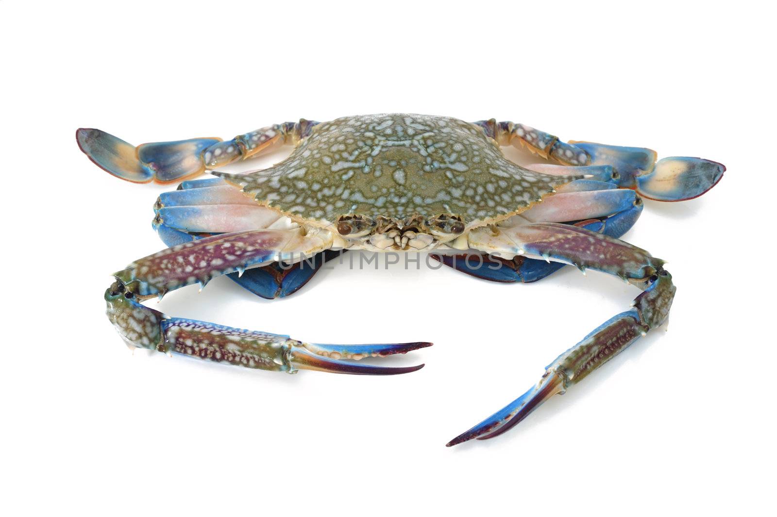 blue crab by antpkr