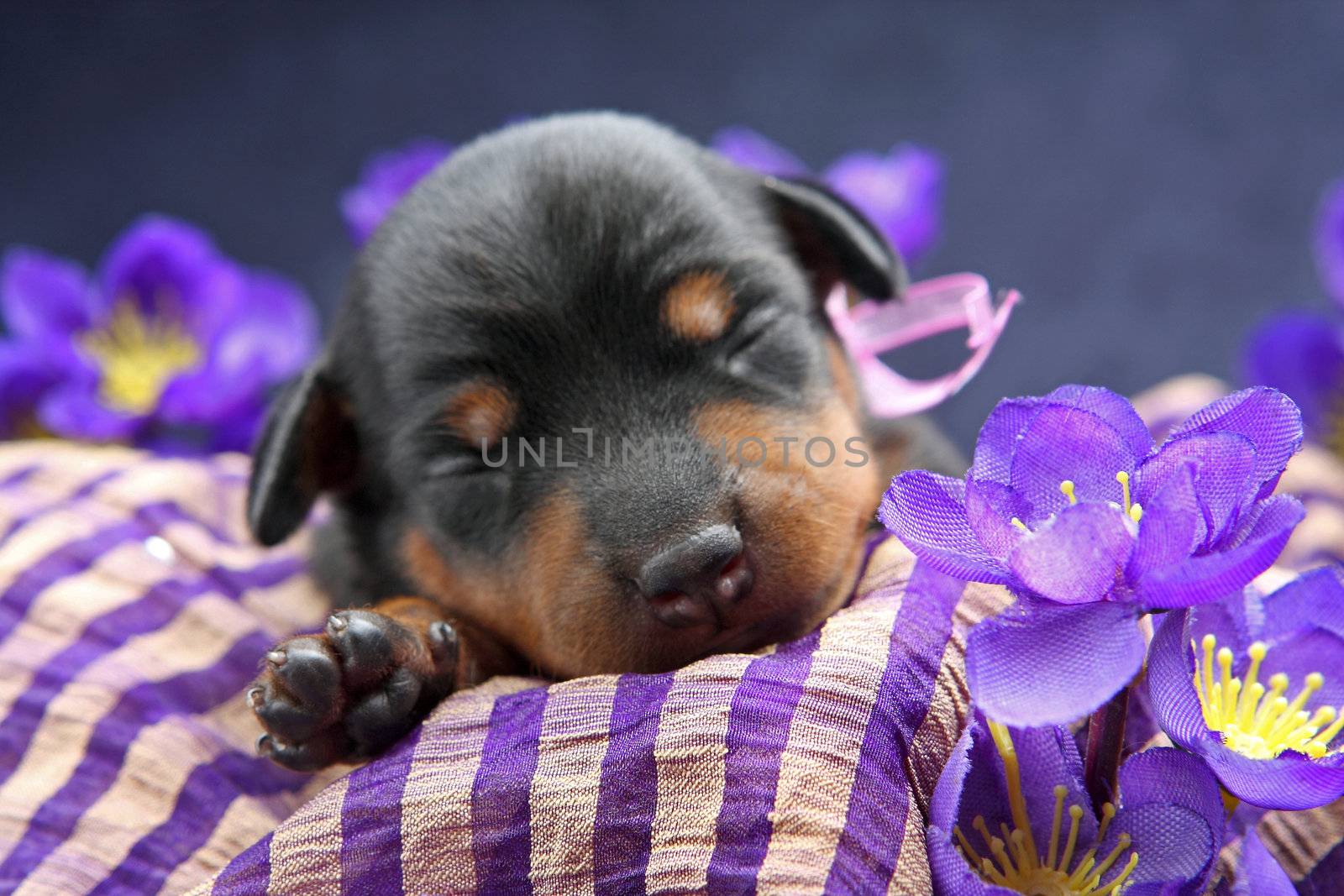 The Miniature Pinscher puppy, 5 days old