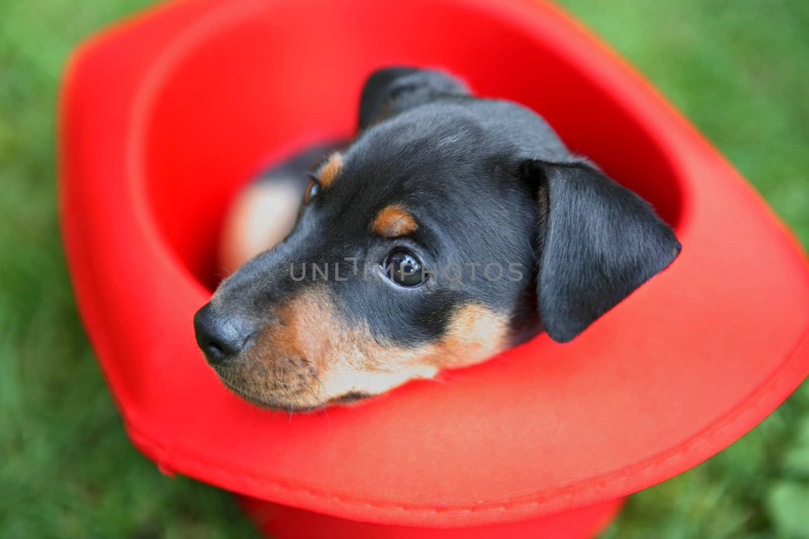 The Miniature Pinscher puppy, 1,5 months old