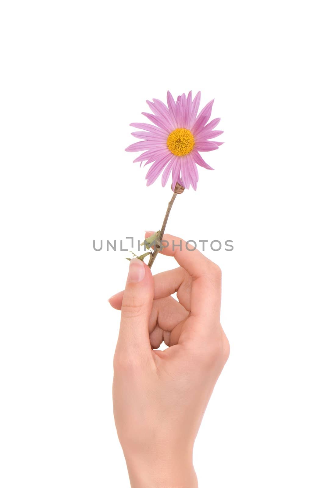Daisy in the woman's hand on white background