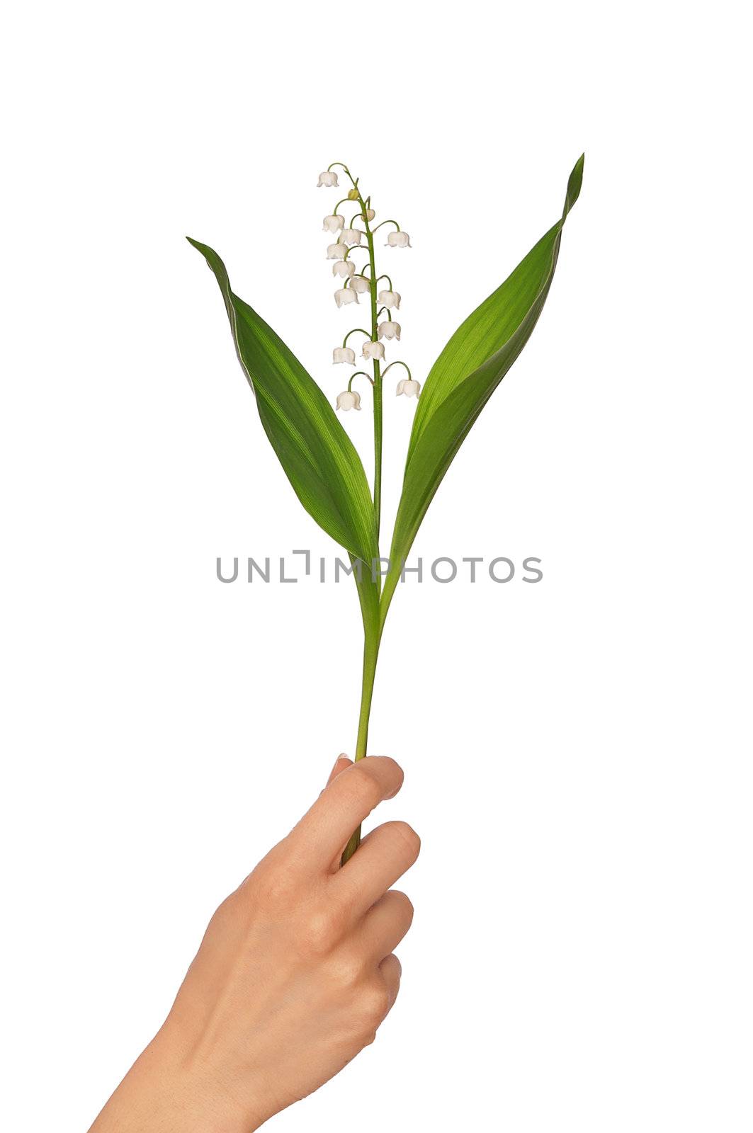 Woman holding lily of the valley in the hand