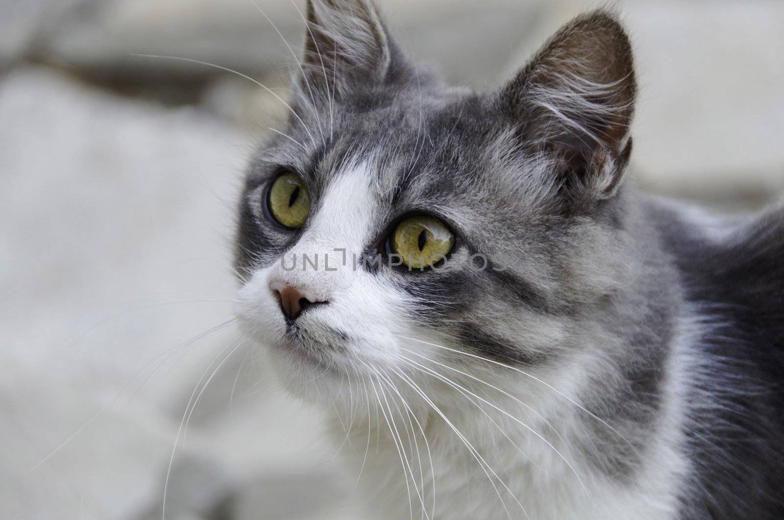 White and grey cat portrait