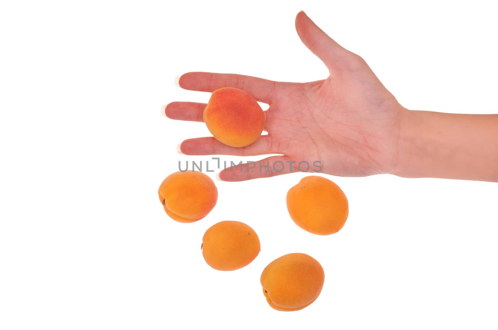 orange apricots in the hand on white background