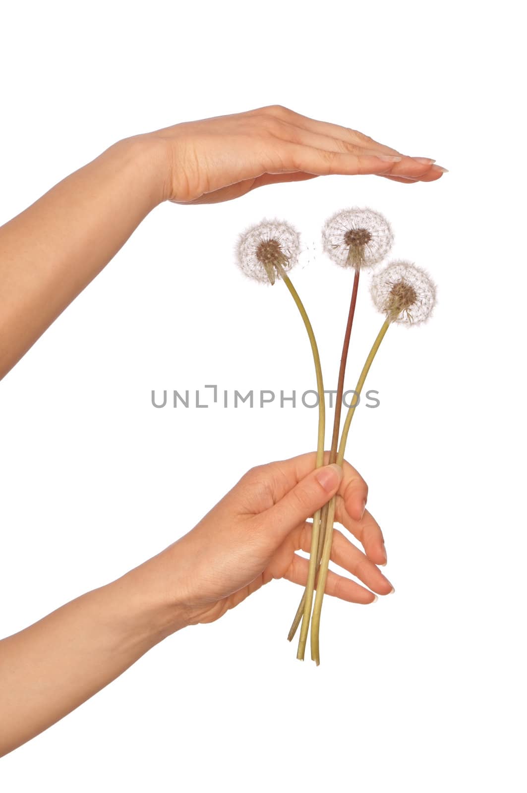 Woman holding three blowballs in the hand