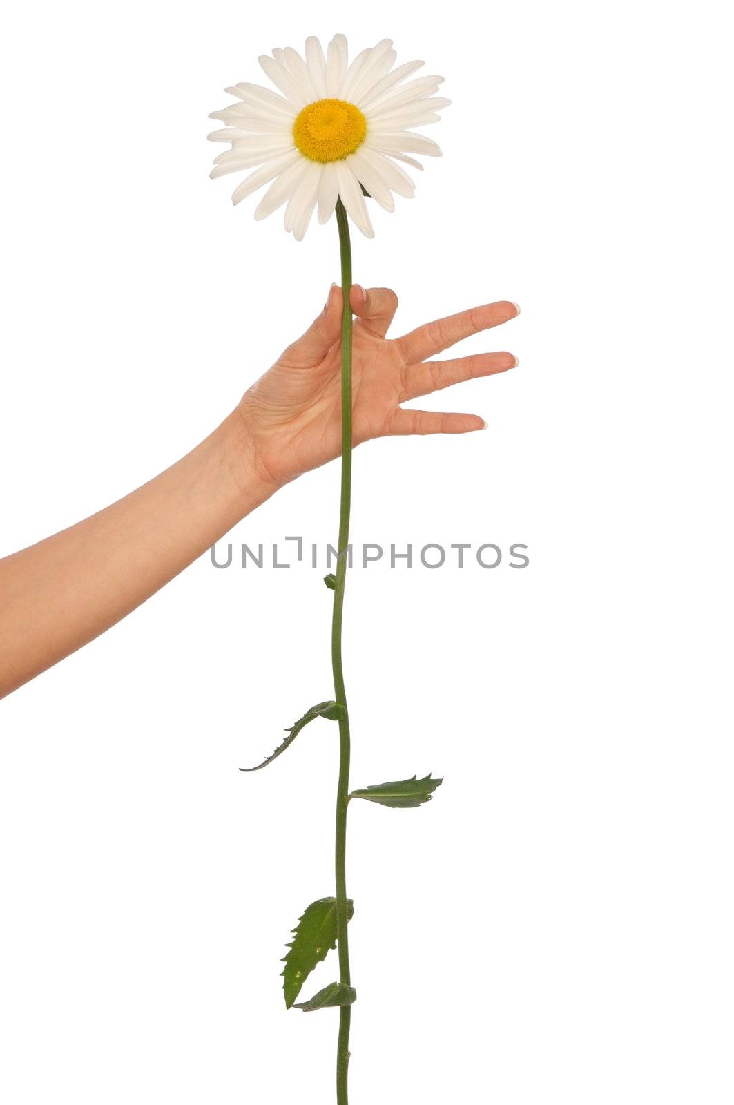 woman holding big white daisy in the hand