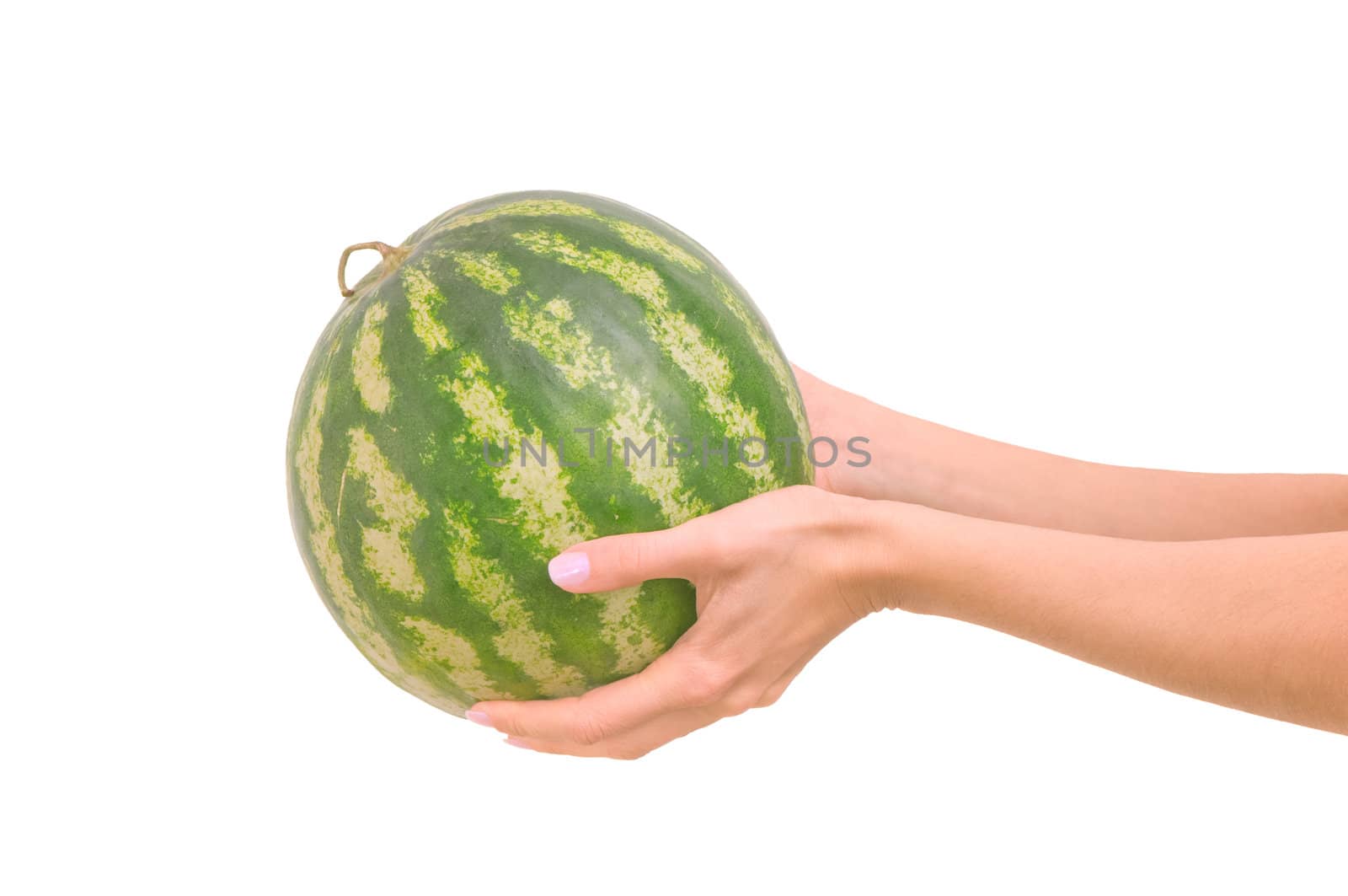 small watermelon in the woman's hand on white background