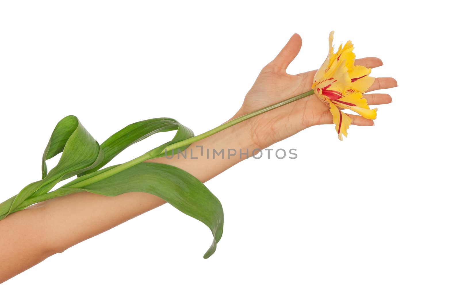 woman holding colored tulip in the hand