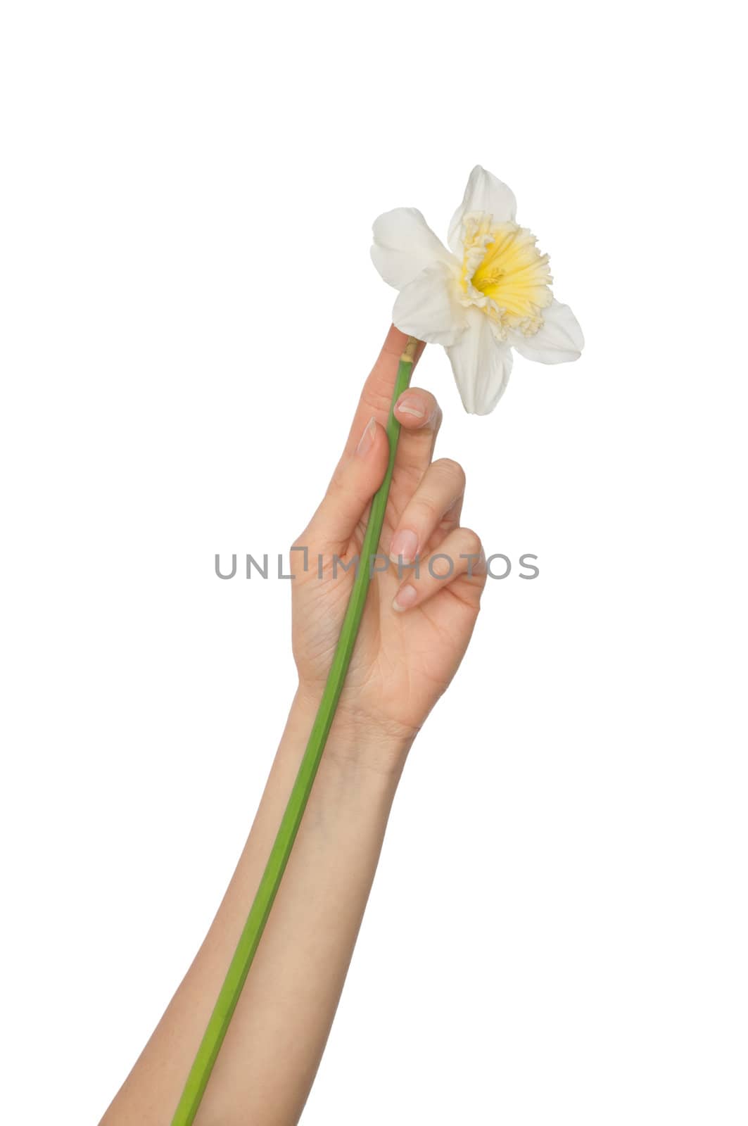 woman holding white narcissus in the hand
