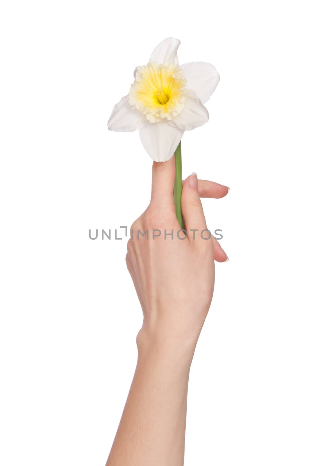 woman holding white narcissus in the hand