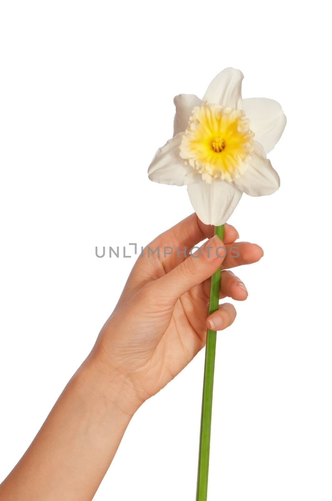 woman holding white narcissus in the hand