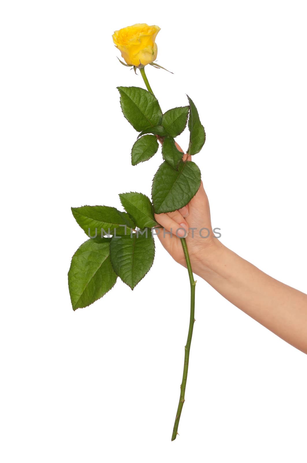 woman holding yellow rose in the hands as a gift