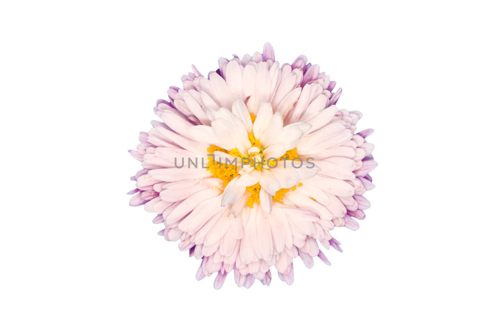 Golden-pink daisy on the white background