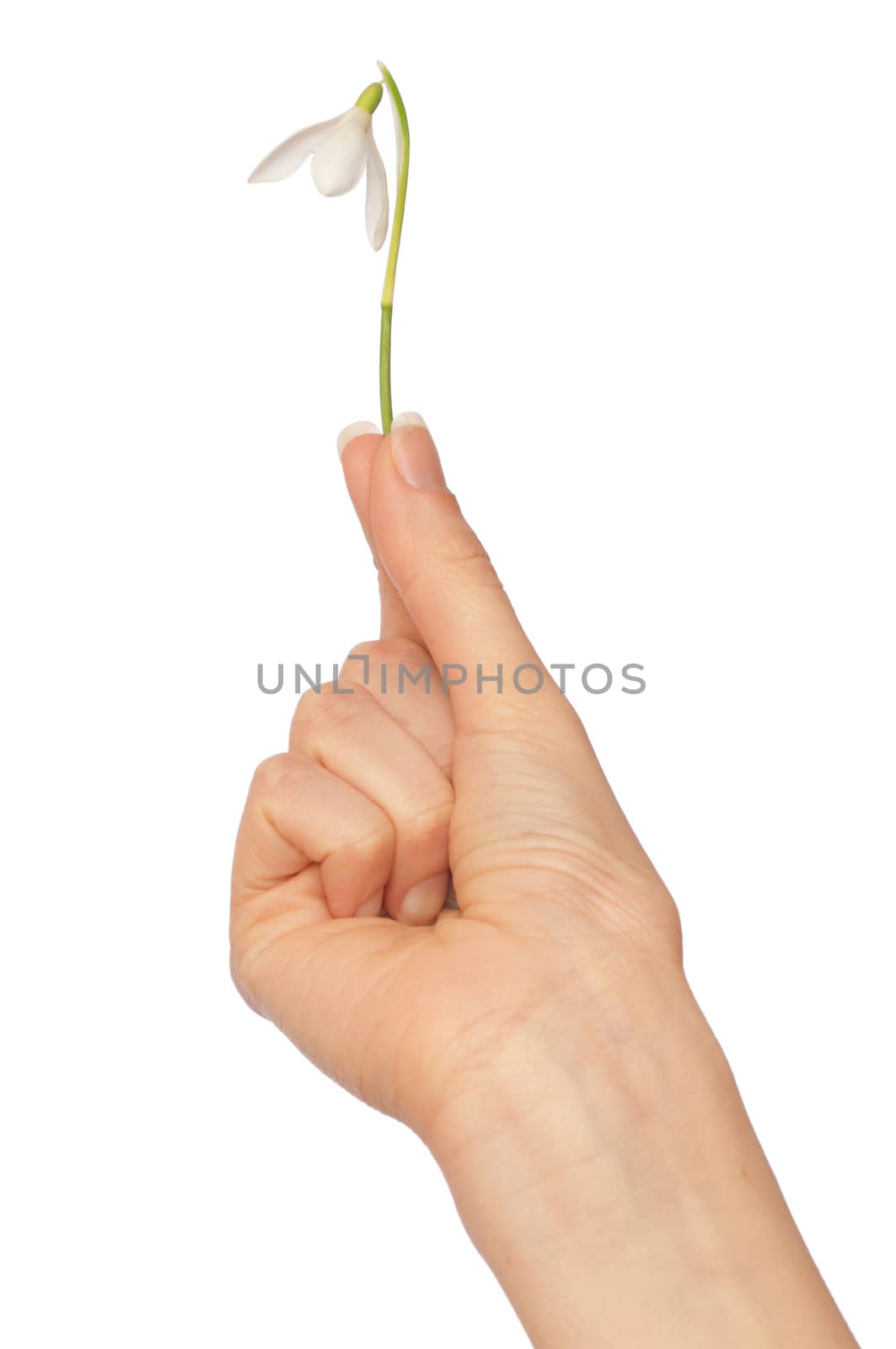 woman holding snowdrop as a symbol of spring