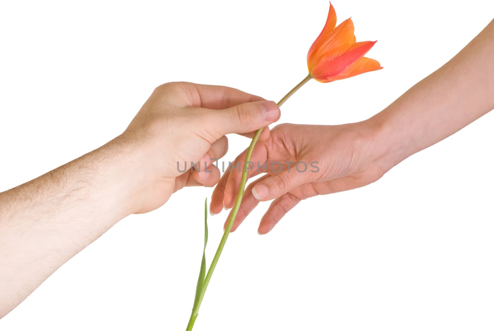 tulip on white background