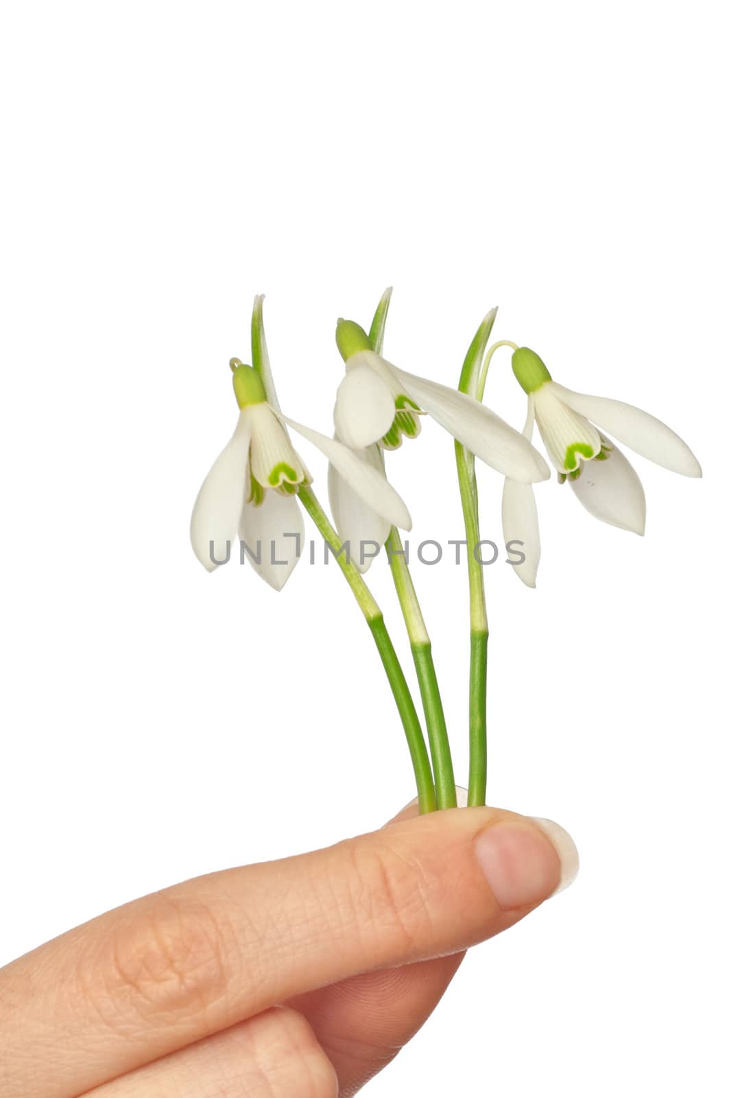 woman holding three snowdrops as a symbol of spring
