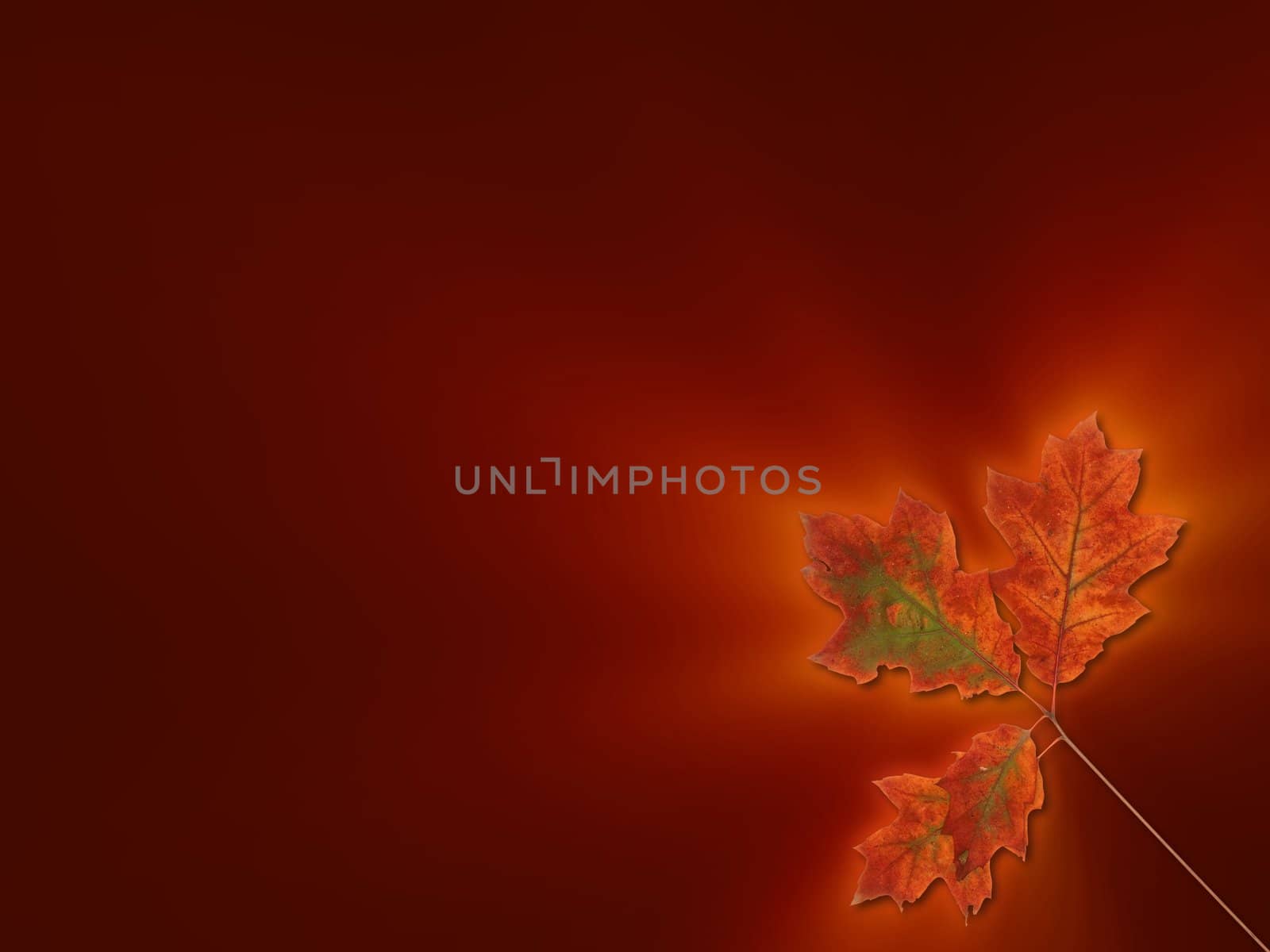 Glowing oak leaves on the brown background