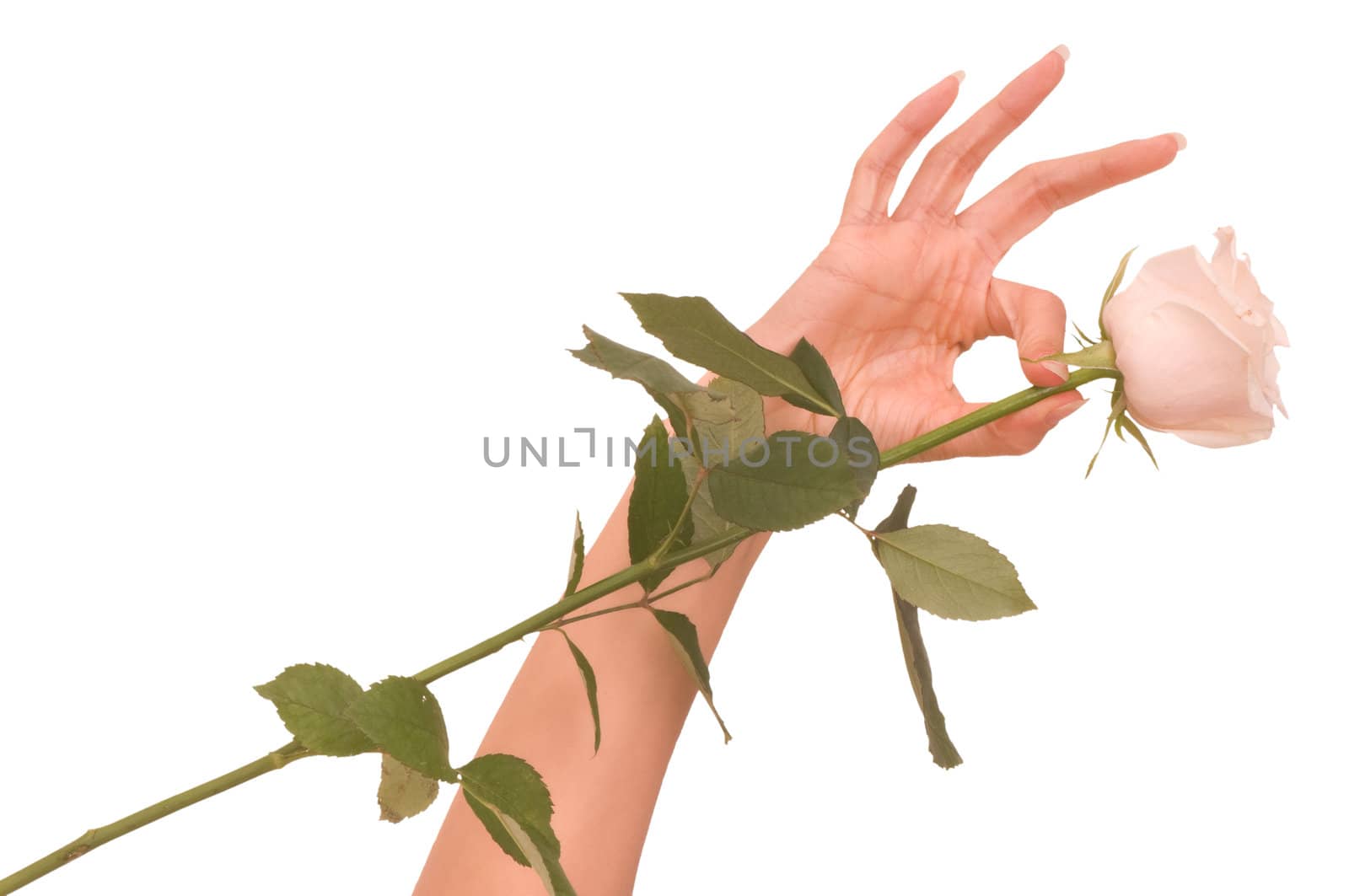 woman holds one white rose on white background