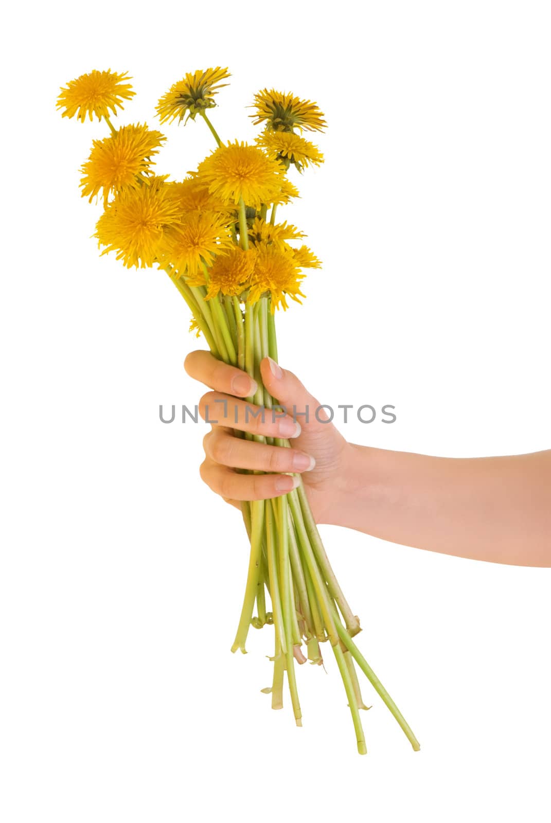 a few yellow dandelions in the woman's hand