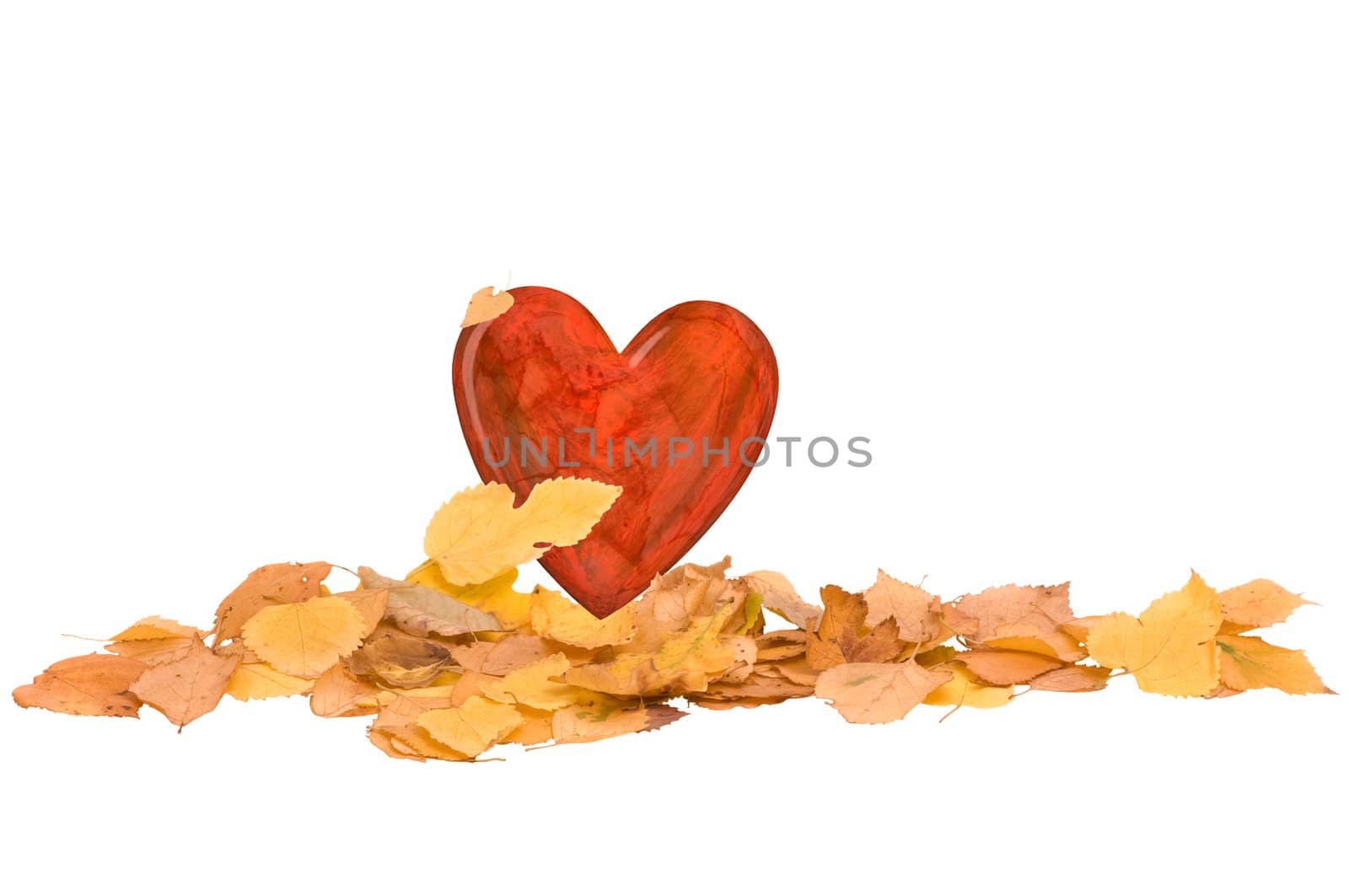 heart in the pile of autumn yellow leaves on white background