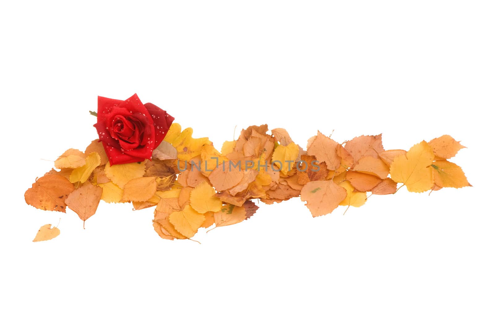Red rose lying in the autumn leaves