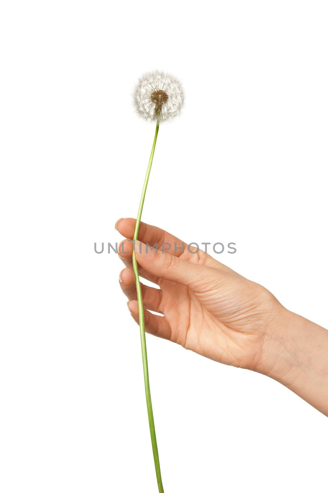 Woman holding one blowball in the hand