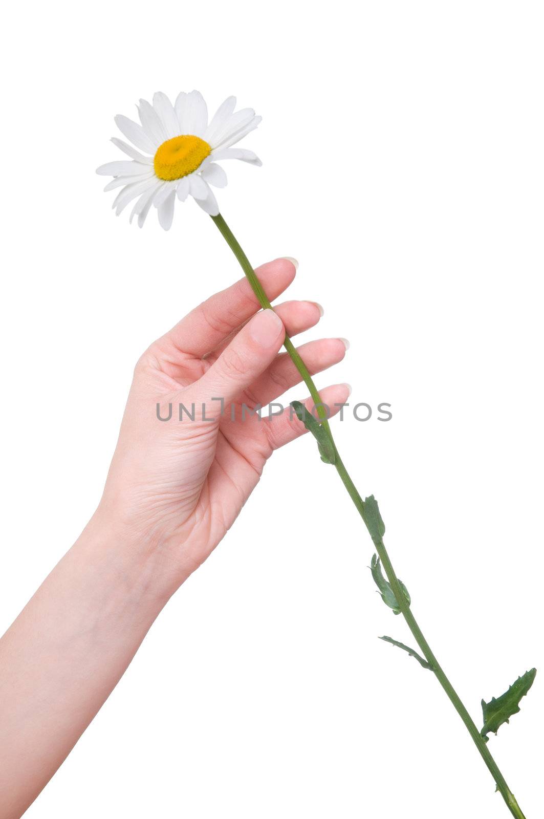 daisy in the woman's hand on white background