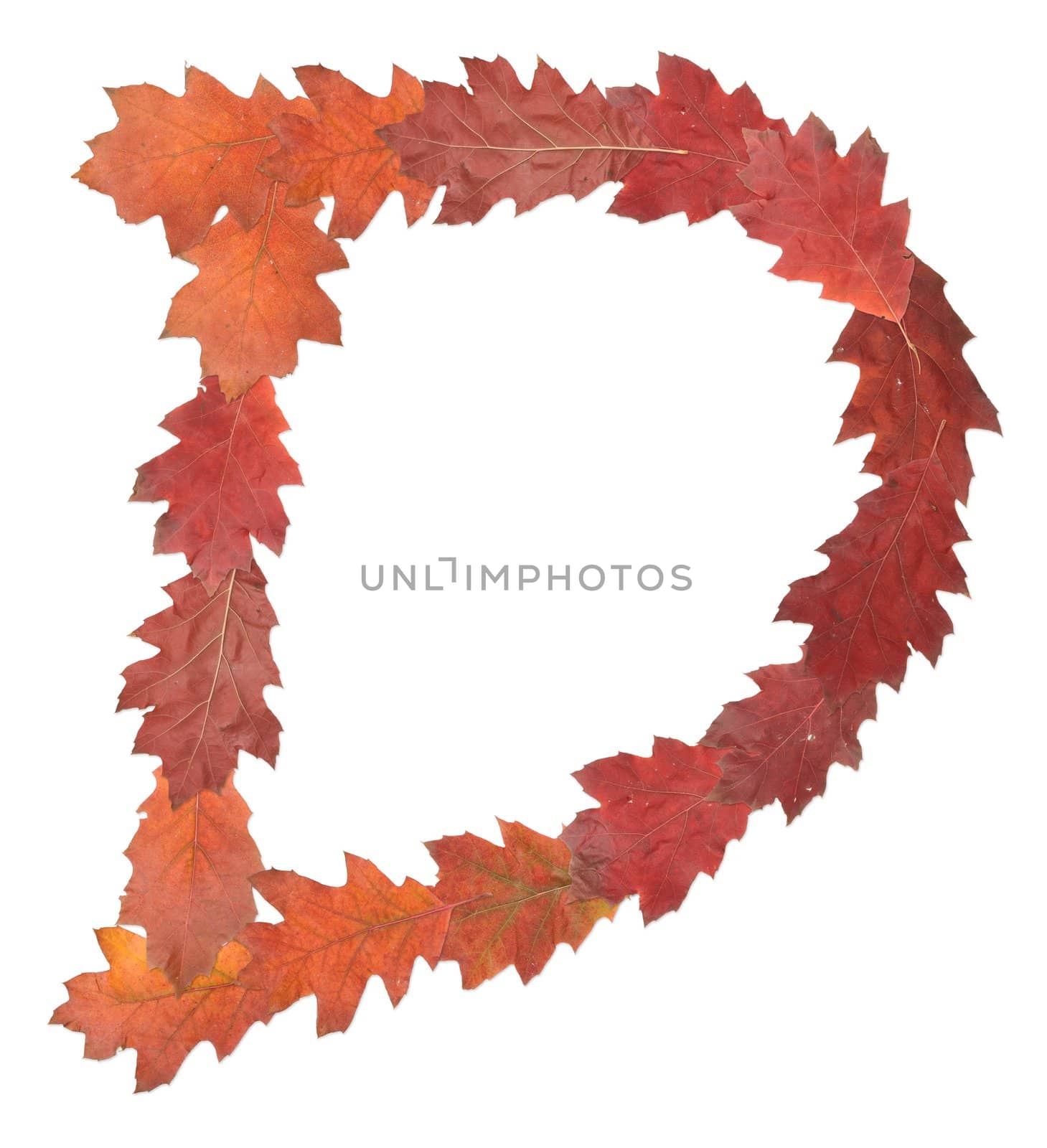 letter D made of oak autumn leaves