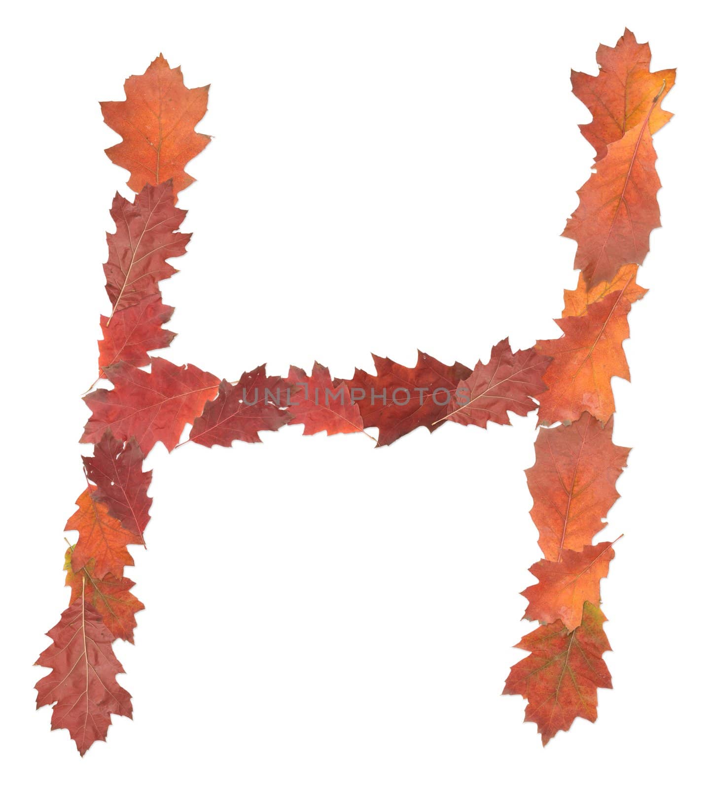 letter H made of oak autumn leaves