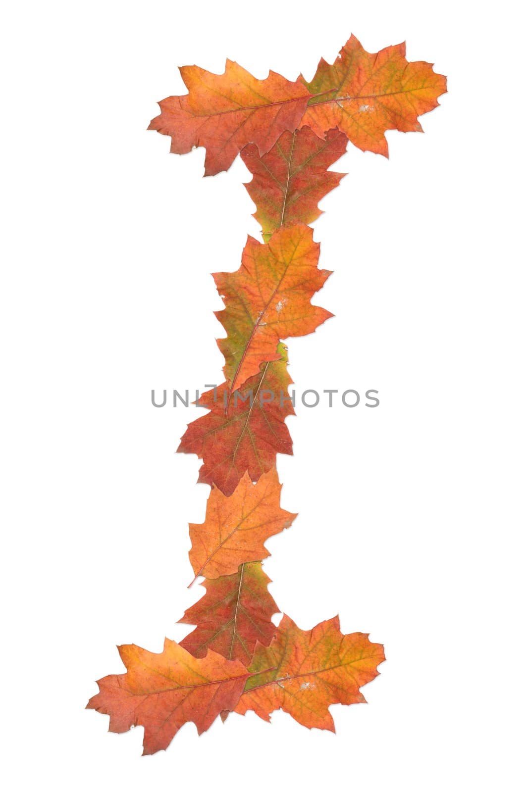 letter I made of oak autumn leaves