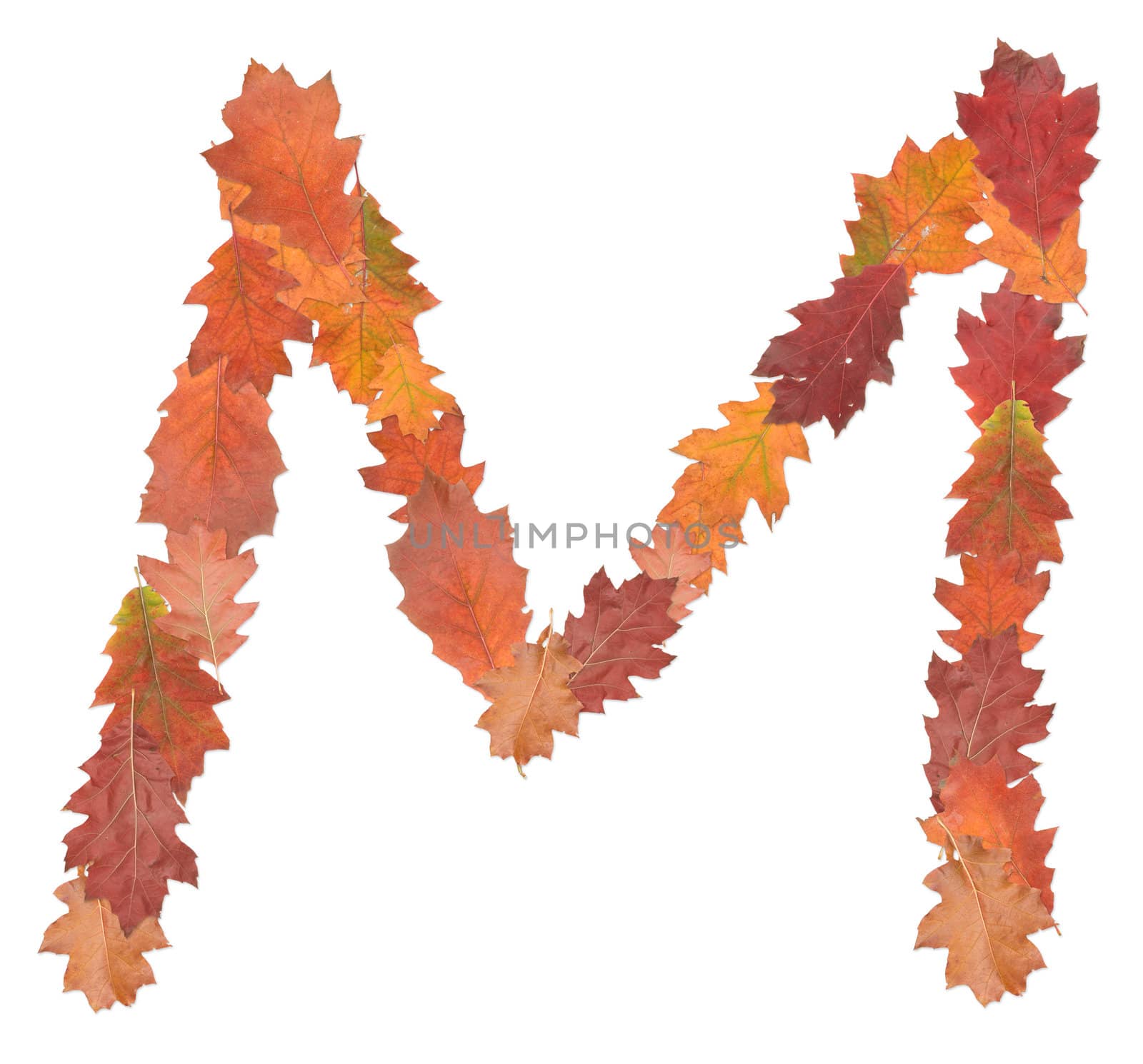 letter M made of oak autumn leaves
