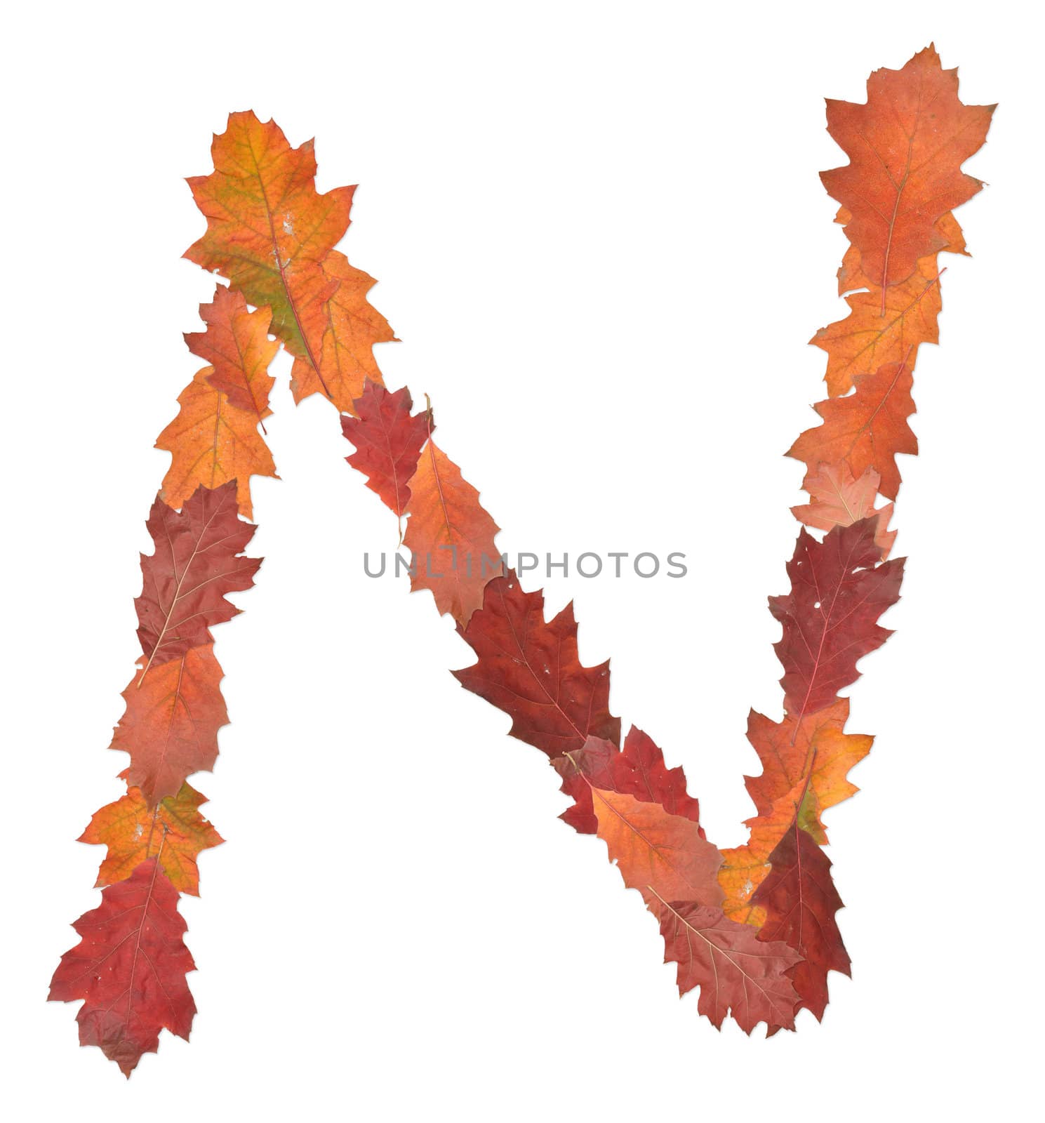 letter N made of oak autumn leaves