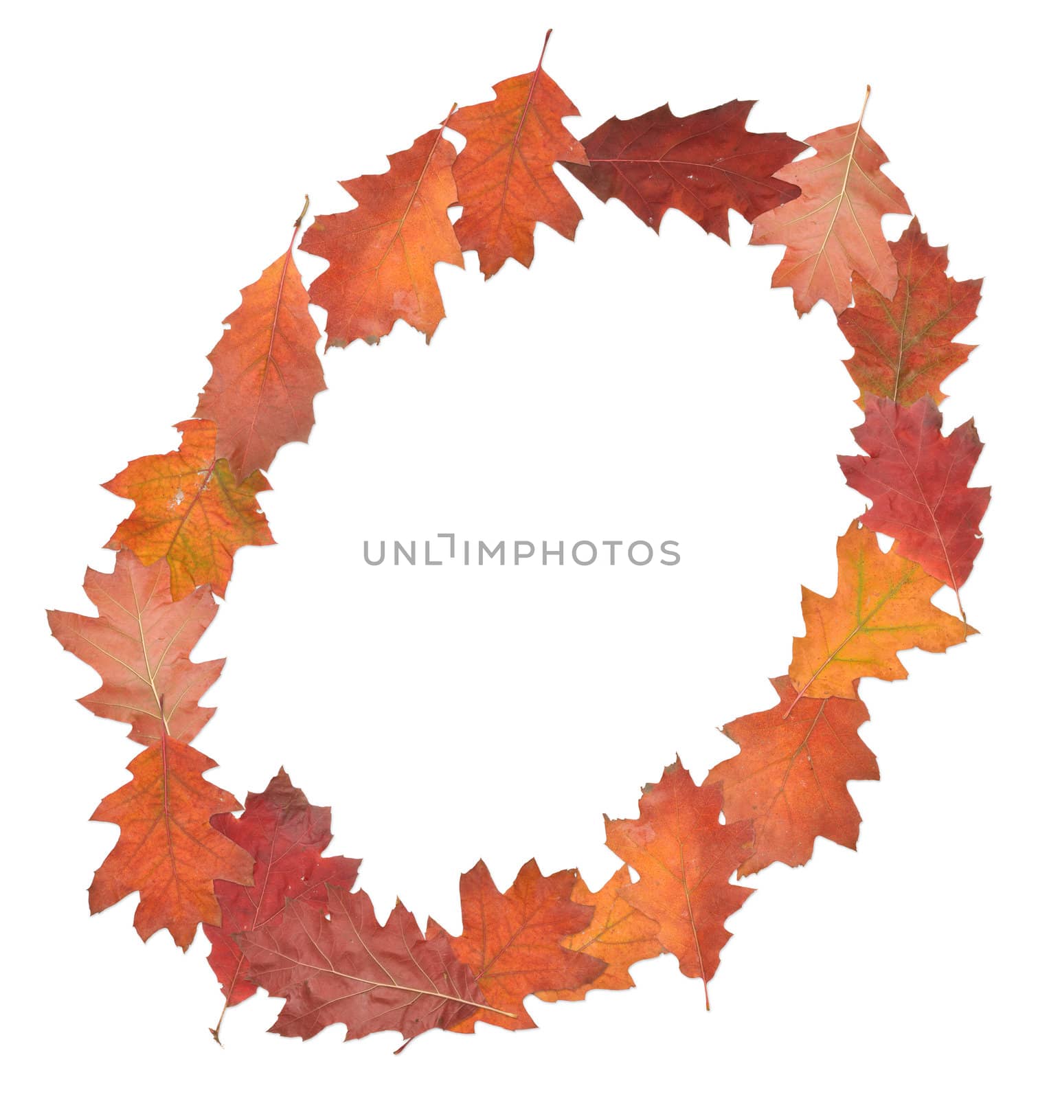 letter O made of oak autumn leaves
